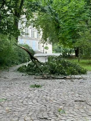 Łazienki Królewskie po nocnej nawałnicy