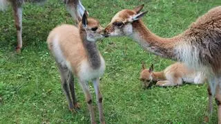 Wikunia przyszła na świat w warszawskim zoo