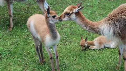 Wikunia przyszła na świat w warszawskim zoo