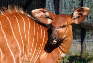 Narodziny w warszawskim zoo