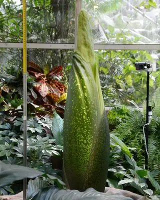 Dziwidło olbrzymie w Ogrodzie Botanicznym UW