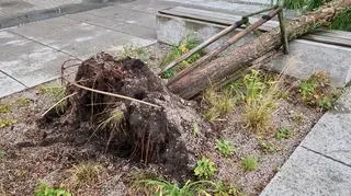 W wyniku burzy na Ursynowie przewróciło się drzewo