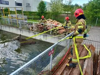 Łoś utknął w zbiorniku przeciwpożarowym 