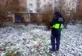 Głowa dzika na środku osiedla. Został zastrzelony