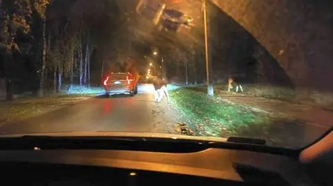  Łosie blokowały ruch na ulicy, utworzył się korek