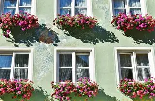 Warszawskie pelargonie