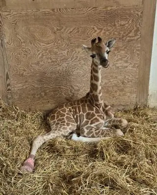 Pietruszka urodziła się w warszawskim zoo