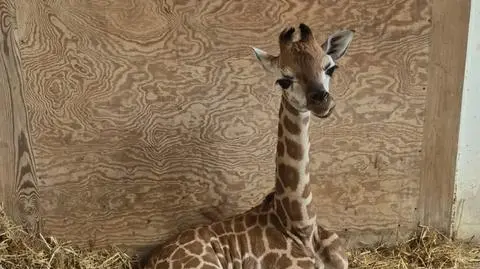 W warszawskim zoo na świat przyszła żyrafa. Matka odrzuciła młode