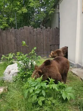 Sabina i Mała na nowym tymczasowym wybiegu