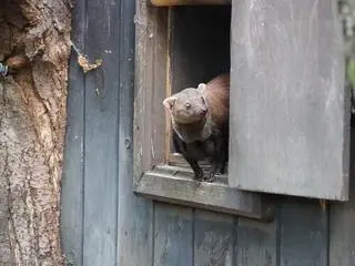 Galidia kasztanowata nowym mieszkańcem zoo