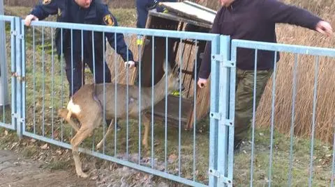 Młoda sarna zaklinowała się między prętami ogrodzenia