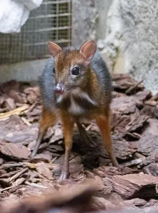 W stołecznym zoo urodził się kolejny myszojeleń