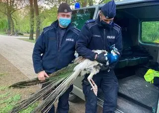 Śródmiejscy policjanci zawieźli pawia do Łazienek Królewskich