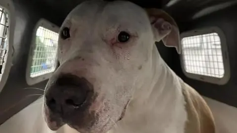 Amstaff biegał po osiedlu. Zaatakował małego psa i jego właściciela