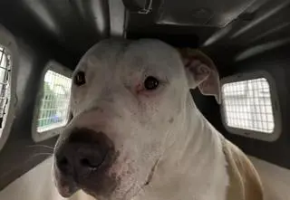 Amstaff biegał po osiedlu. Zaatakował małego psa i jego właściciela