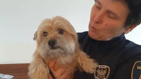 Błąkał się w pobliżu szkoły, ma obrożę. Nikt się po niego zgłosił, trafił do schroniska