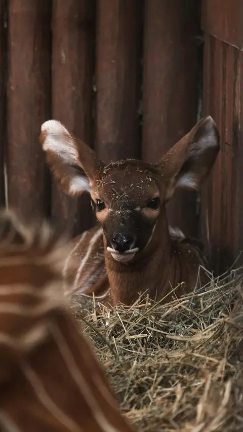 Konkurs na imię dla antylopy bongo z warszawskiego zoo