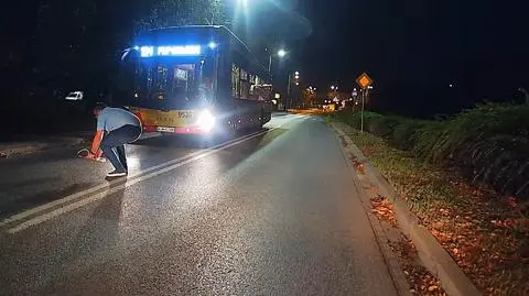 Zatrzymał autobus i przeniósł jeża z ulicy na pobocze.  "Ratowaliśmy już kaczki, nurogęsi, a nawet rannego dzika"