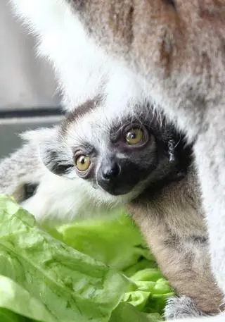 Mały lemur katta 