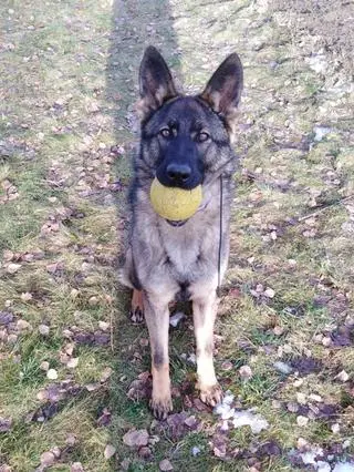 Prima pomoże policjantom w Garwolinie