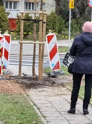 Drzewo przy ulicy Rudnickiego posadzone na środku chodnika