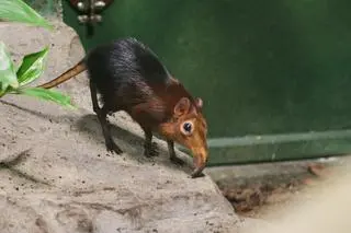 Sorkonos zamieszkał w stołecznym zoo