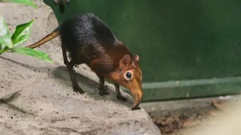 Sorkonos zamieszkał w stołecznym zoo