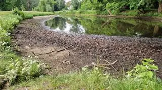 W stawie na terenie Parku Sieleckiego opadła woda