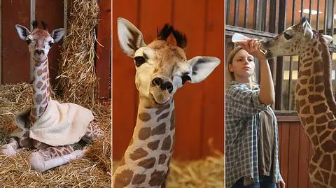 "Żyrafek" urodził się w zoo. Rośnie jak na drożdżach