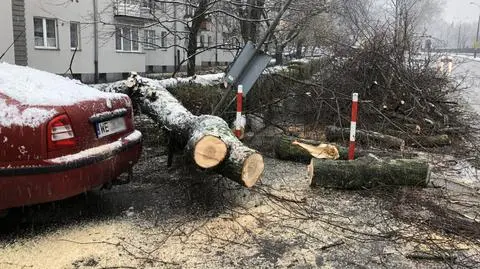 Powalone drzewo przy Spacerowej. Runęło tuż obok samochodu