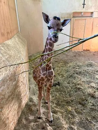 Narodziny żyrafiątka w warszawskim zoo