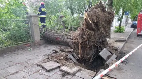 Wiatr wyrwał drzewo z korzeniami, runęło na budynek 