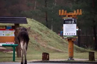Kampinoski Park Narodowy apeluje: "Po zmroku nie wchodź do lasu"