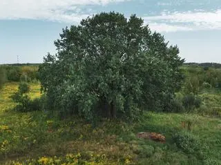 Wawer - dąb szypułkowy 