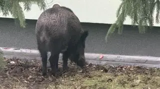 Dzik dokarmiany marchewkami wyrzucanymi przez okno. Apel spółdzielni 