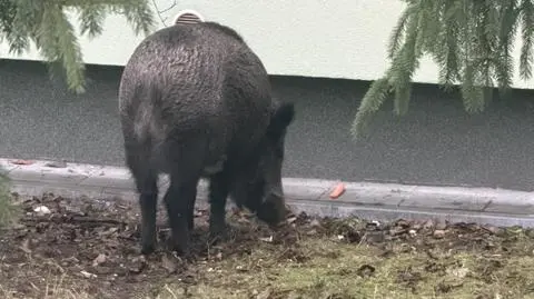 Spółdzielnia apeluje o niedokarmianie dzików