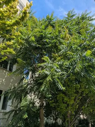 ZZW usuwa samosiewy bożodrzewu gruczołkowatego