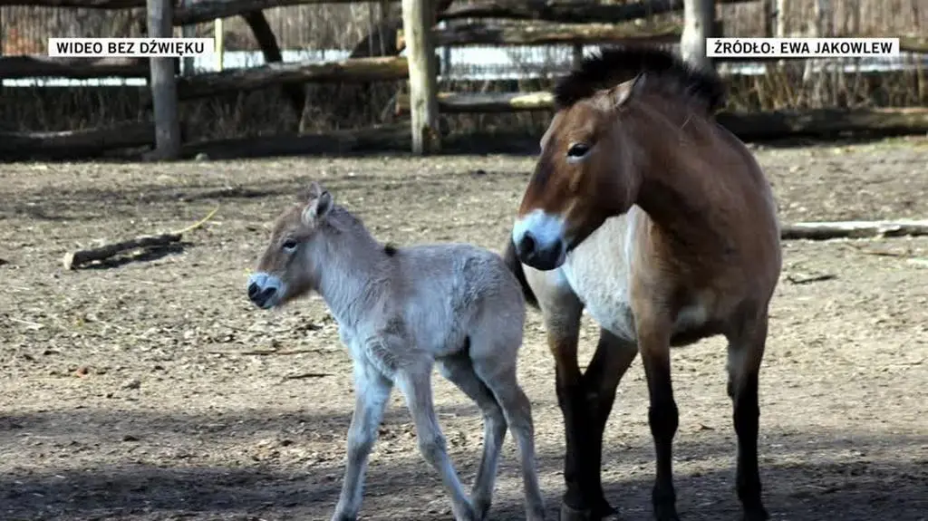 KONIK