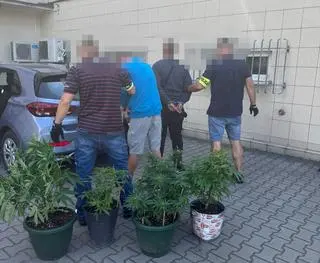 Zatrzymani za narkotyki