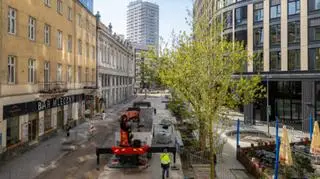 Nowe drzewa na ulicy Zgoda