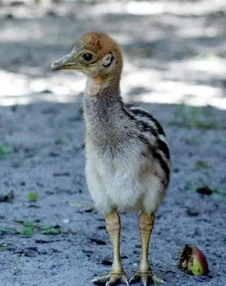 Kazuar hełmiasty wykluł się w stołecznym zoo