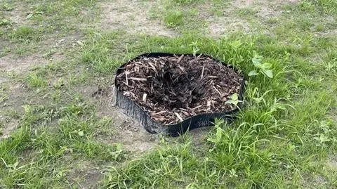 Kradzieże roślin w parku nad POW