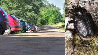 Protestują przeciwko przedłużeniu Aluzyjnej 