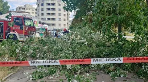 Grube konary zwisały tylko na skrawkach kory