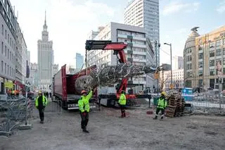 Sadzenie drzew w rejonie ulicy Zgoda