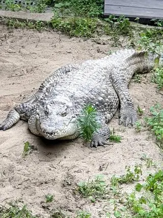 Samica krokodyla z warszawskiego zoo została przekazana do ogrodu w Tallinie