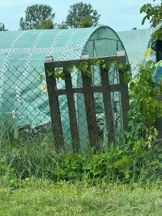 Zamiast warzyw w tunelach rosła marihuana