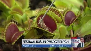 Festiwal roślin owadożernych