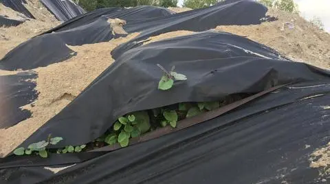 Sadzonki rdestowca pojawiły się na terenie budowy liceum w Wesołej