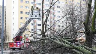 Strażacy interweniowali do powalonych drzew na Gruszczyńskiego 